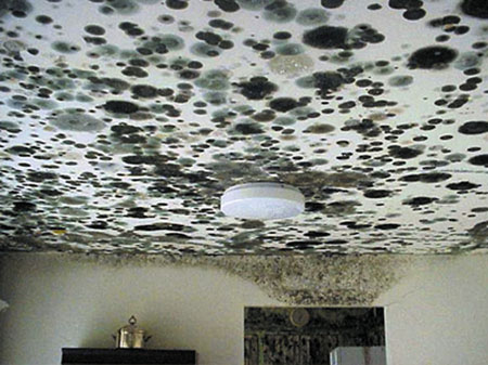 Mold and other Environmental Issues….